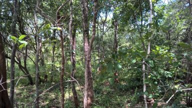 Effective climate change mitigation