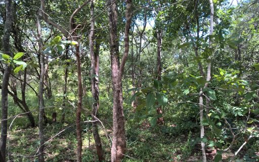 Recovering Savanna Tanzania