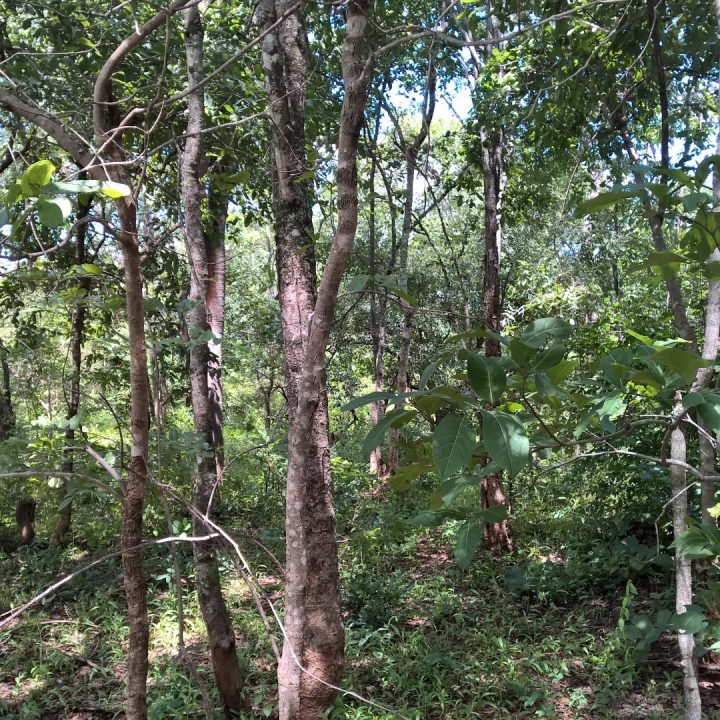 Effective climate change mitigation