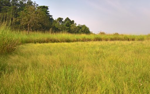 Remnant Forest and Pan Sierra Leone