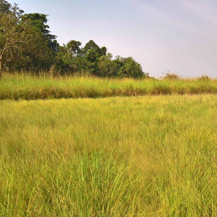 Remnant Forest and Pan Sierra Leone