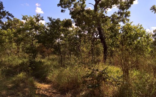 Savannah in Tanzania