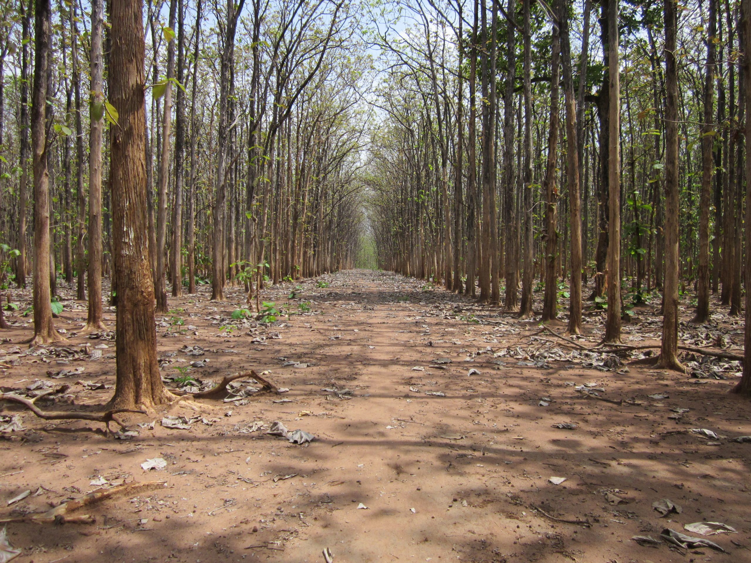 Teak Plantations South Sudan Forestry Solutions Africa