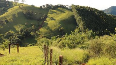 Forest restoration in Brazil