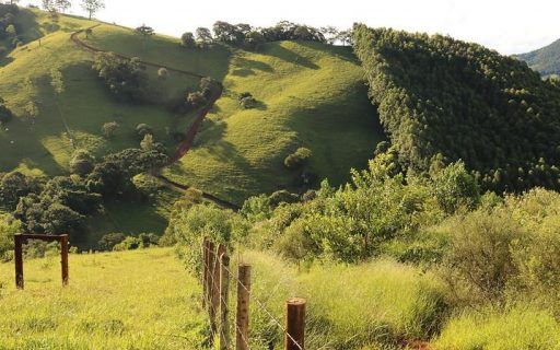 Forest restoration in Brazil