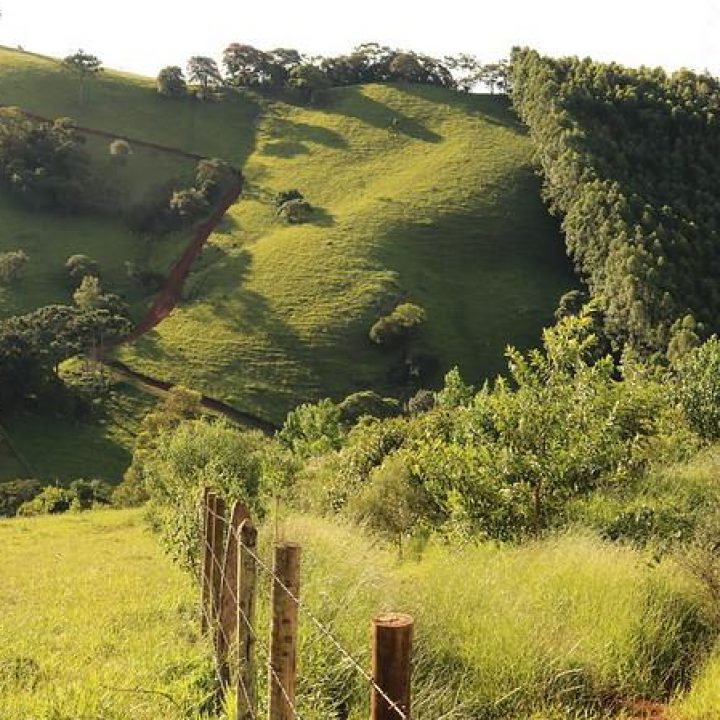 Forest restoration in Brazil