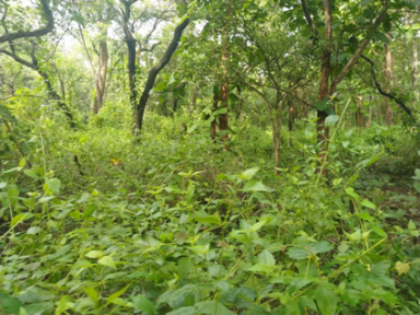 The Cost of Controlling Alien Invasives in Africa