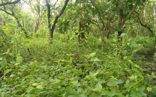 The Cost of Controlling Alien Invasives in Africa