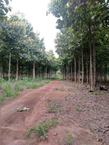 South Sudan re-establishment of teak planting