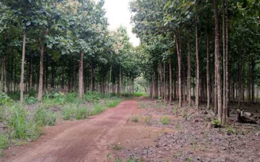 South Sudan re-establishment of teak planting