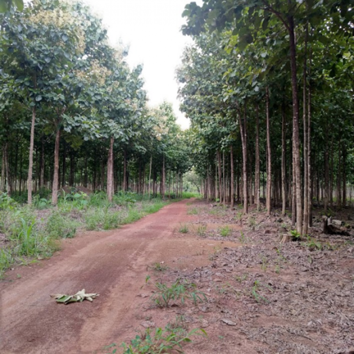 South Sudan re-establishment of teak planting