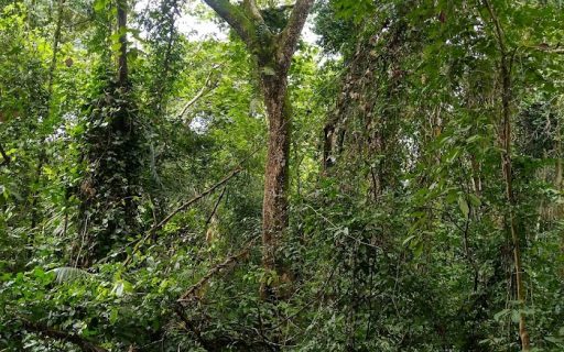 Restoration in Ghana